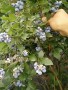 錢德勒藍莓苗幾年結果南平藍莓苗基地