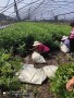 6年藍莓苗報價及價格滄州藍莓苗基地