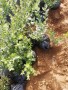 銅川地栽智力杜克藍莓苗大量出售