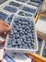 紅河州藍莓苗供應基地