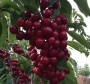 呼倫貝爾1公分吉塞拉櫻桃種苗大量出售