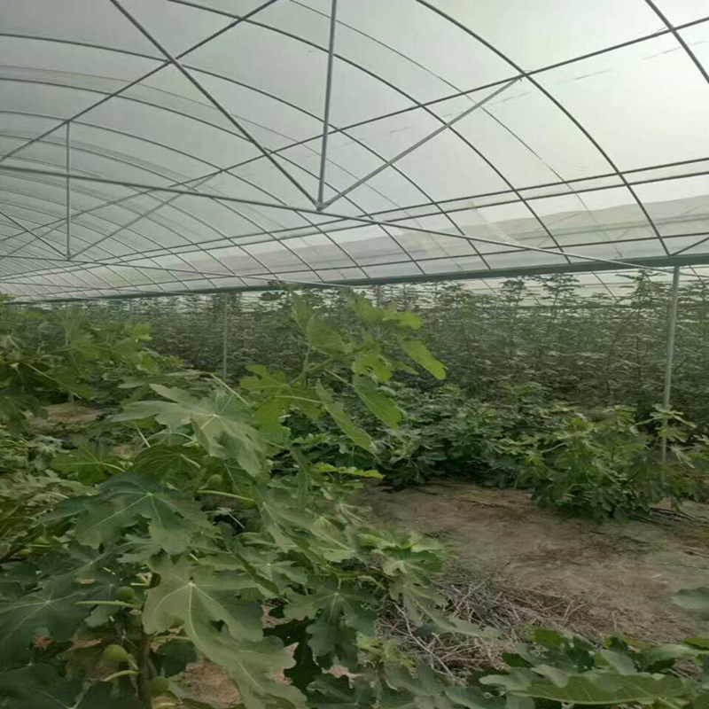 西安戶縣蔬菜連棟大棚除草布都是有幾米寬的
